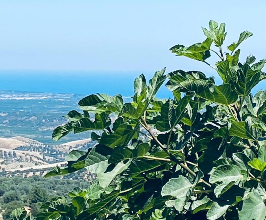 مبيت وإفطار Vaccarizzo Albanese Palazzo Scura المظهر الخارجي الصورة